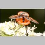 Phasia hemiptera - Raupenfliege m21.jpg